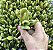 C. OVATA HOBBIT PLUG - Imagem 1