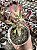 MONADENIUM STAPELIADES WHITE POTE 9 - Imagem 1