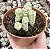C. MARNIERIANA VAR. POTE 9 - Imagem 1