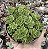 GREENOVIA DODRENTALIS (COLÔNIA) POTE 9 - Imagem 1