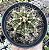 GYMNOCALYCIUM MIHANOVICHII POTE 9 - Imagem 1
