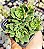 E. GREEN EMERALD   POTE 7 - Imagem 1