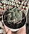 GIMNOCALYCIUM SAGLIONIS POTE 9 - Imagem 1