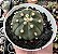 ASTROPHYTUM ASTERIAS POTE 9 - Imagem 1