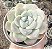 E. ICE JADE SINGLE POTE 9 - Imagem 1