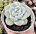 E. ICE  JADE SINGLE POTE 9 - Imagem 1