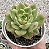 E. LUTHARIS POTE 9 - Imagem 1