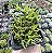 RHIPSALIS CEREUSCULA POTE 7 - Imagem 1
