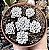 GRAP. PACHYPHYLLUM BLUE BEAN POTE 9 - Imagem 1