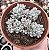 GRAP. PACHYPHYLLUM BLUE BEAN POTE 9 - Imagem 1