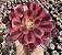 A. MEDUSA POTE 9 - Imagem 1