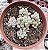 GRAP. PACHYPHYLLUM ROSE POTE 9 - Imagem 1
