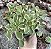 A. DOMESTICUM VAR. POTE 7 - Imagem 1
