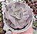 E. PAINTED X TOPSY TURVY POTE 9 - Imagem 1
