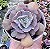 E. PAINTED X TOPSY TURVY POTE 9 - Imagem 1