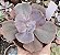 E. GIBB. PURPLE CHAMPAGNE POTE 9 - Imagem 1