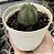 EUPHORBIA GLOBOSA POTE 9 - Imagem 1