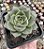 E. FABIOLA POTE 7 - Imagem 1