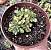 A. LINDLEYI VAR. POTE 9 (PEQUENO) - Imagem 1