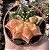 GYMNOCALYCIUM MIHANOVICHII (2) POTE 6 - Imagem 1