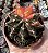 GYMNOCALYCIUM MIHANOVICHII (5) POTE 6 - Imagem 1