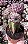 CACTO SUCOREBUTIA RAUSCHII POTE 9 - Imagem 1