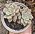 E. COCOA BLOOM POTE 9 - Imagem 1