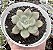 E. COCOA BLOOM POTE 9 - Imagem 1