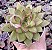 E. AGAVOIDES DIAMOND HEART POTE 9 - Imagem 1