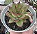 E. AGAVOIDES DIAMONT HEART POTE 9 - Imagem 1