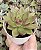 E. AGAVOIDES DIAMONT HEART POTE 9 - Imagem 1