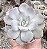 E. LUANA POTE 9 - Imagem 1