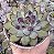 E. PULIDONIS CHRISTMAS BUMPS (CARÚNCULAS) POTE 9 - Imagem 1