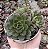 E. GREEN FLAME POTE 9 - Imagem 1