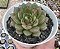 E. GREEN FLAME POTE 9 - Imagem 1