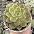 E. DUSK TWILIGHT POTE 9 - Imagem 1