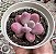 GRAP. AMESTHYSTINUM POTE 9 - Imagem 1
