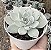 E. CUSPIDATA MENCHACA POTE 9 - Imagem 1