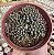 SINOCRASSULA YUNANENSIS POTE 9 - Imagem 1