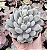 P. CLAVIFOLIA POTE 9 - Imagem 1