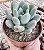 P. CLAVIFOLIA POTE 9 - Imagem 1