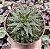 ALOE PEPE POTE 9 - Imagem 1