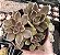 E. ROSULARIS POTE 9 - Imagem 1