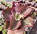 E. AQUARIUS RED POTE 9 - Imagem 1