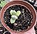 LAPIDDARIA MARGARETHAE POTE 9 - Imagem 1