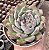 E. STRAWBERRY DIAMOND POTE 9 - Imagem 1