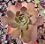 E. RELENA POTE 9 - Imagem 1