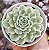 E. ONSLOW VARIEGATA  POTE 9 - Imagem 1