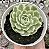 E. ONSLOW VARIEGATA (POUCA RAIZ) POTE 9 - Imagem 1