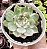 E. CHIHUAHUENSIS VARIEGATA POTE 9 - Imagem 1